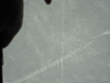 前を向いて背筋を伸ばして-犬